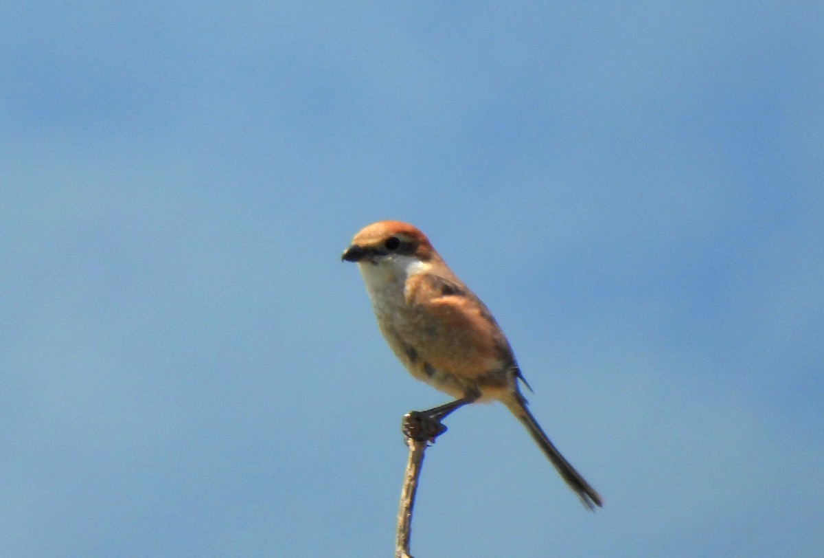 Bull-headed Shrike - ML620161130