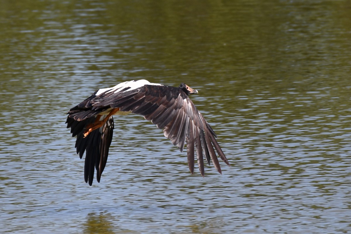 Magpie Goose - ML620161138