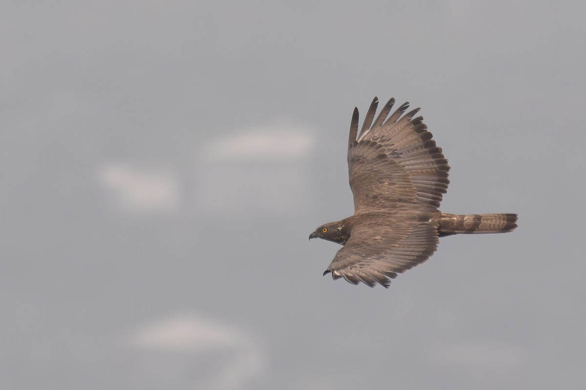 European Honey-buzzard - ML620161139