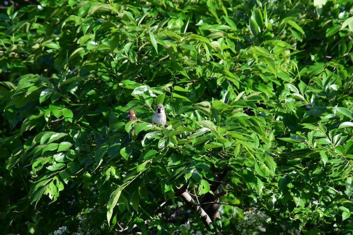 Eurasian Tree Sparrow - ML620161146
