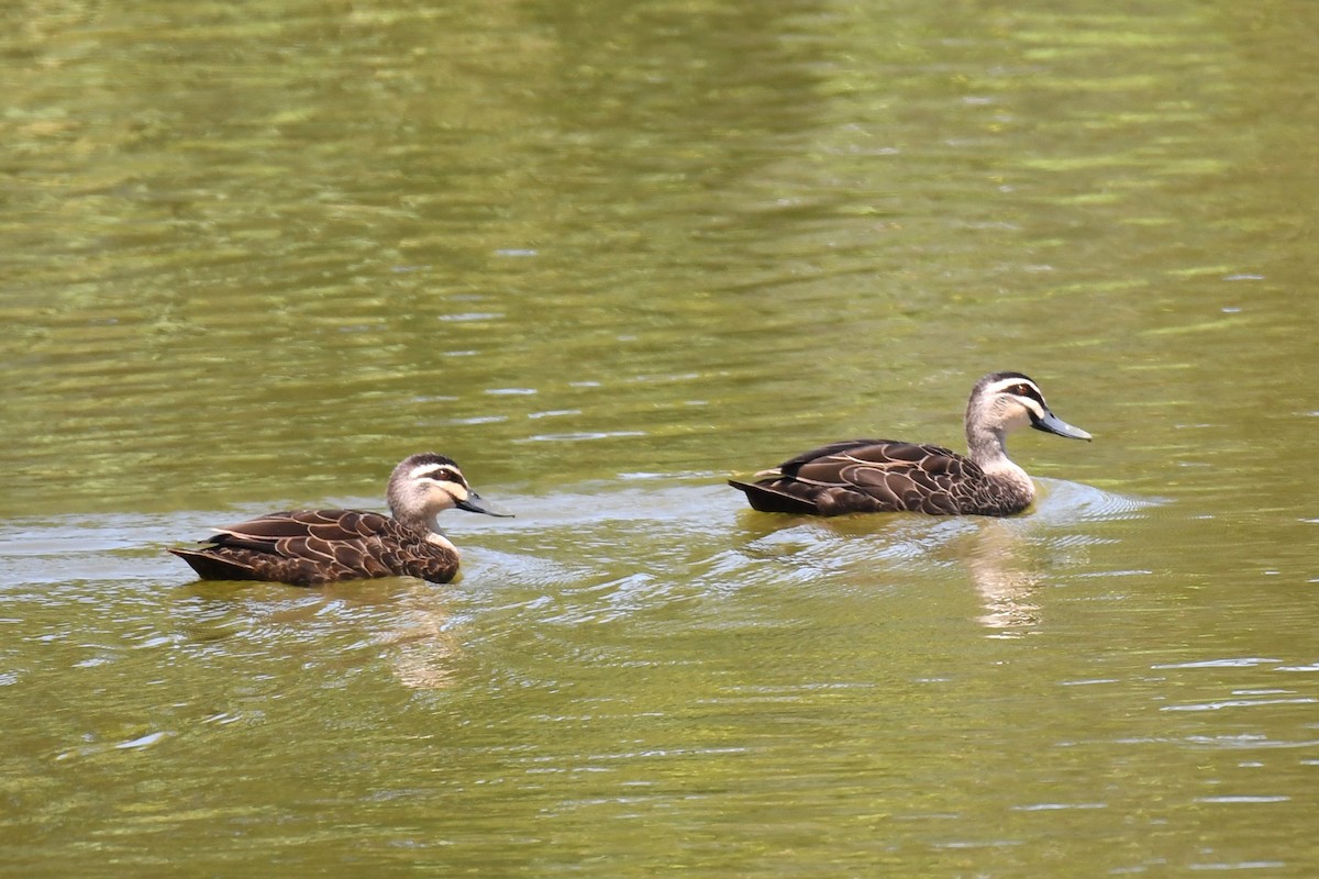 Pacific Black Duck - ML620161159