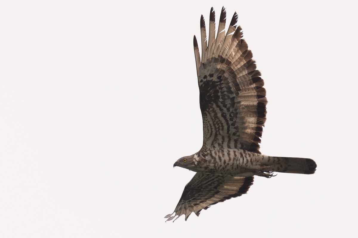 European Honey-buzzard - ML620161160