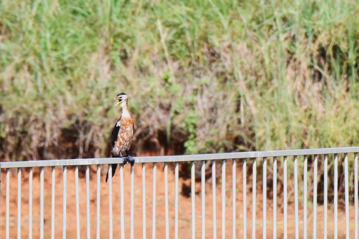 シロハラコビトウ - ML620161176