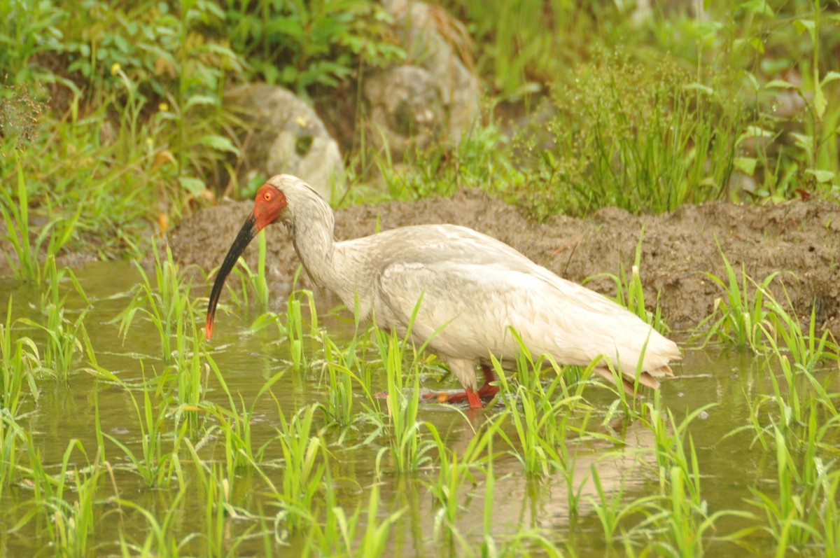 ibis čínský - ML620161178