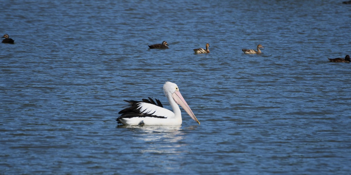 Australian Pelican - ML620161179