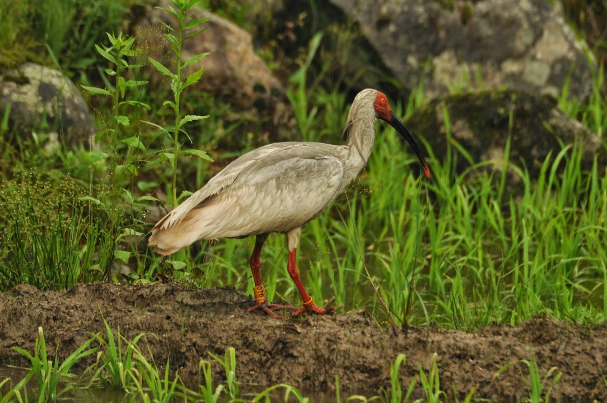 ibis čínský - ML620161181