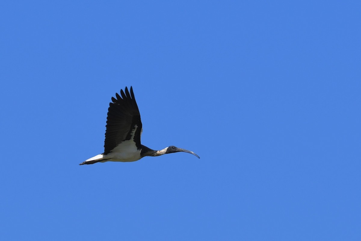 ibis slámokrký - ML620161193