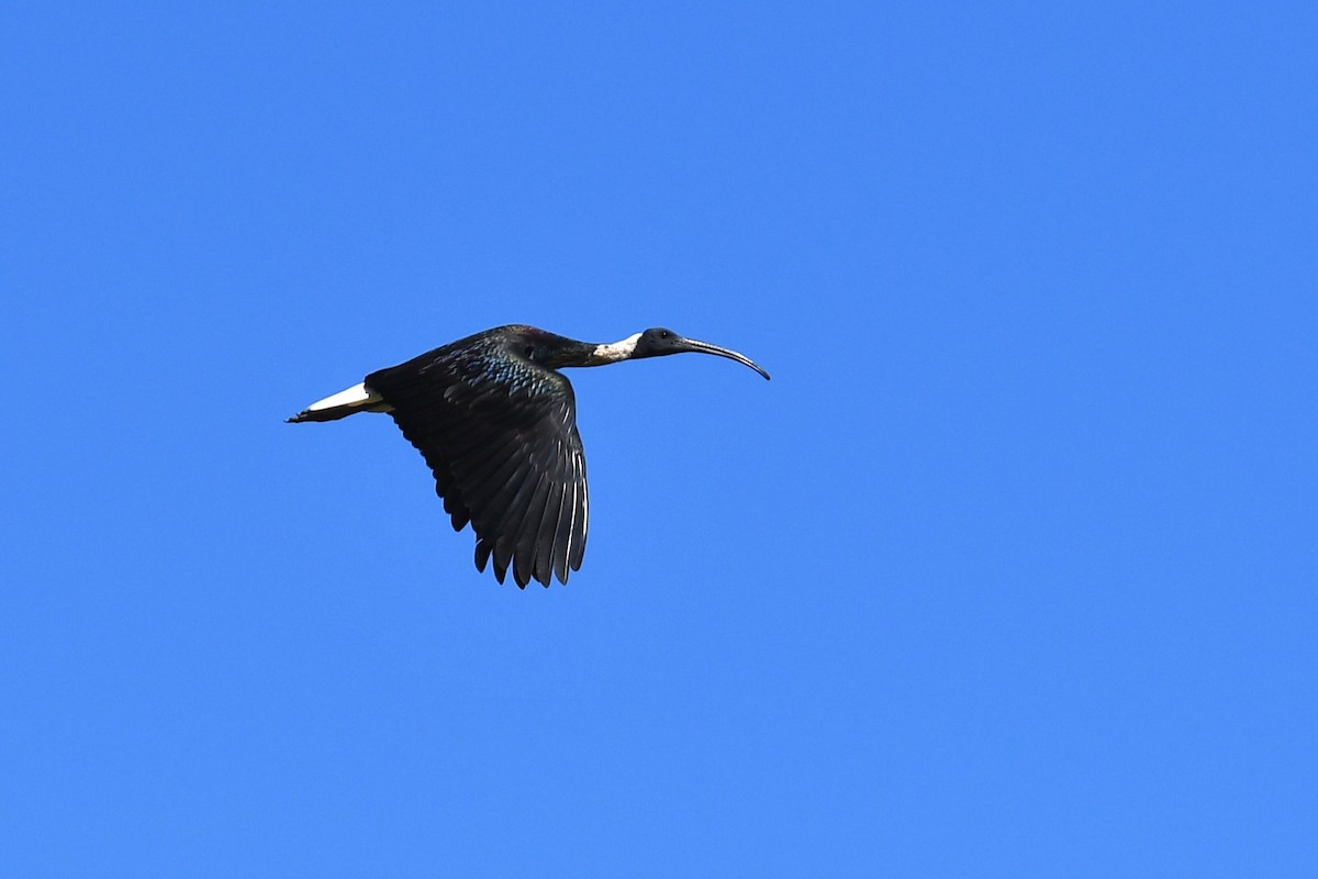 ibis slámokrký - ML620161194