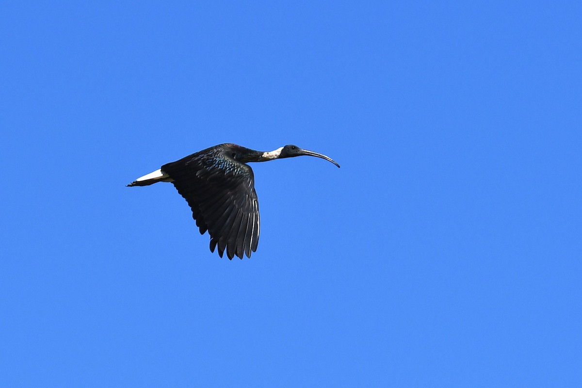 Straw-necked Ibis - ML620161194