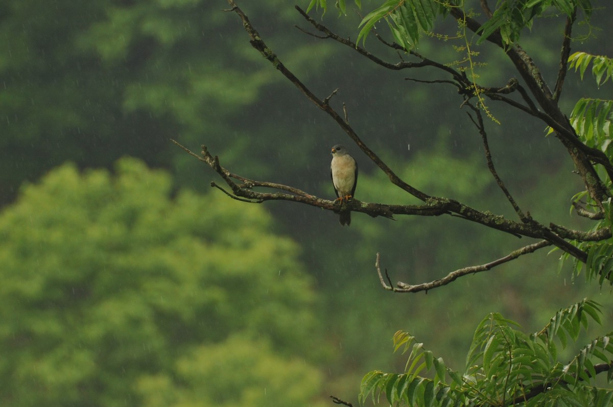 Chinese Sparrowhawk - ML620161197