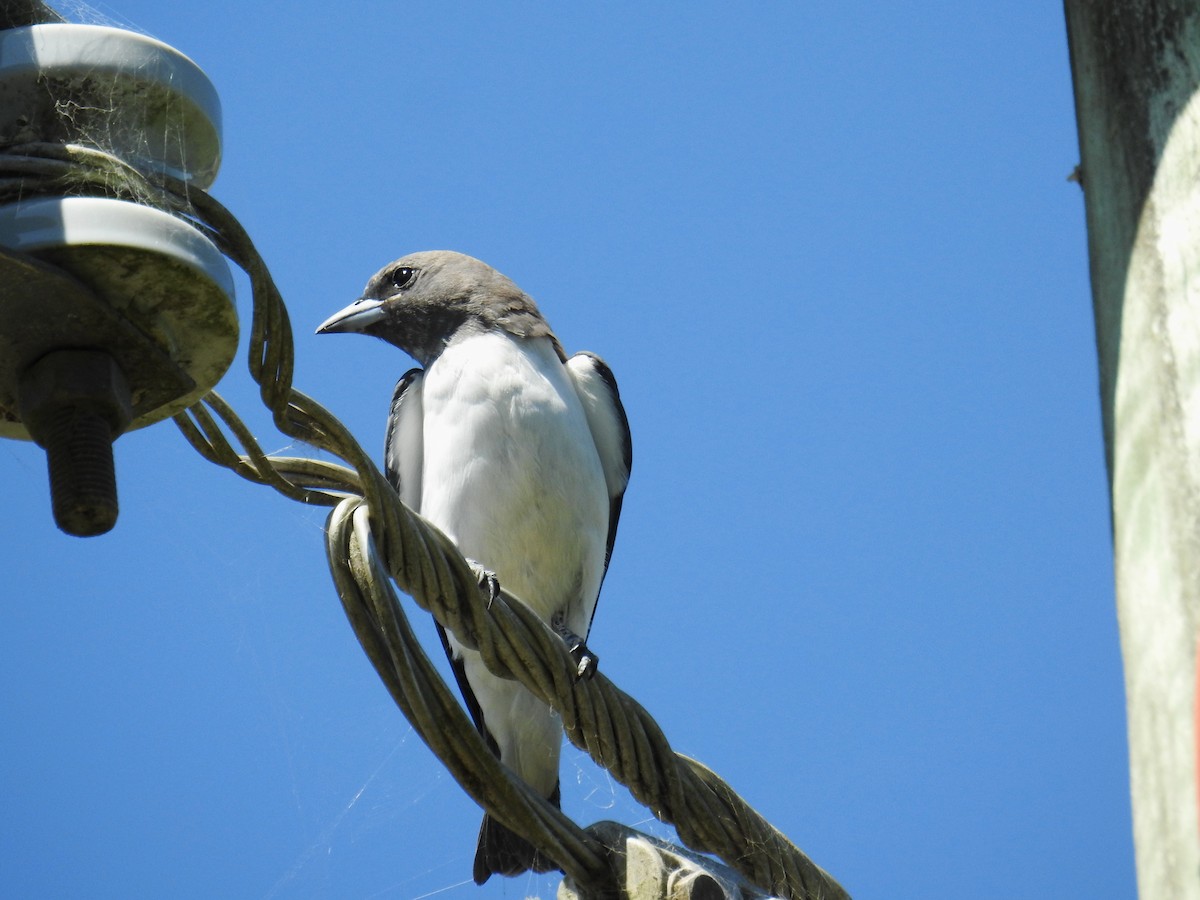 White-breasted Woodswallow - ML620161200