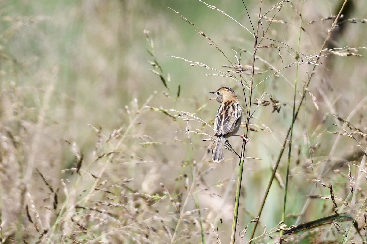 Golden-headed Cisticola - Trevor Ross