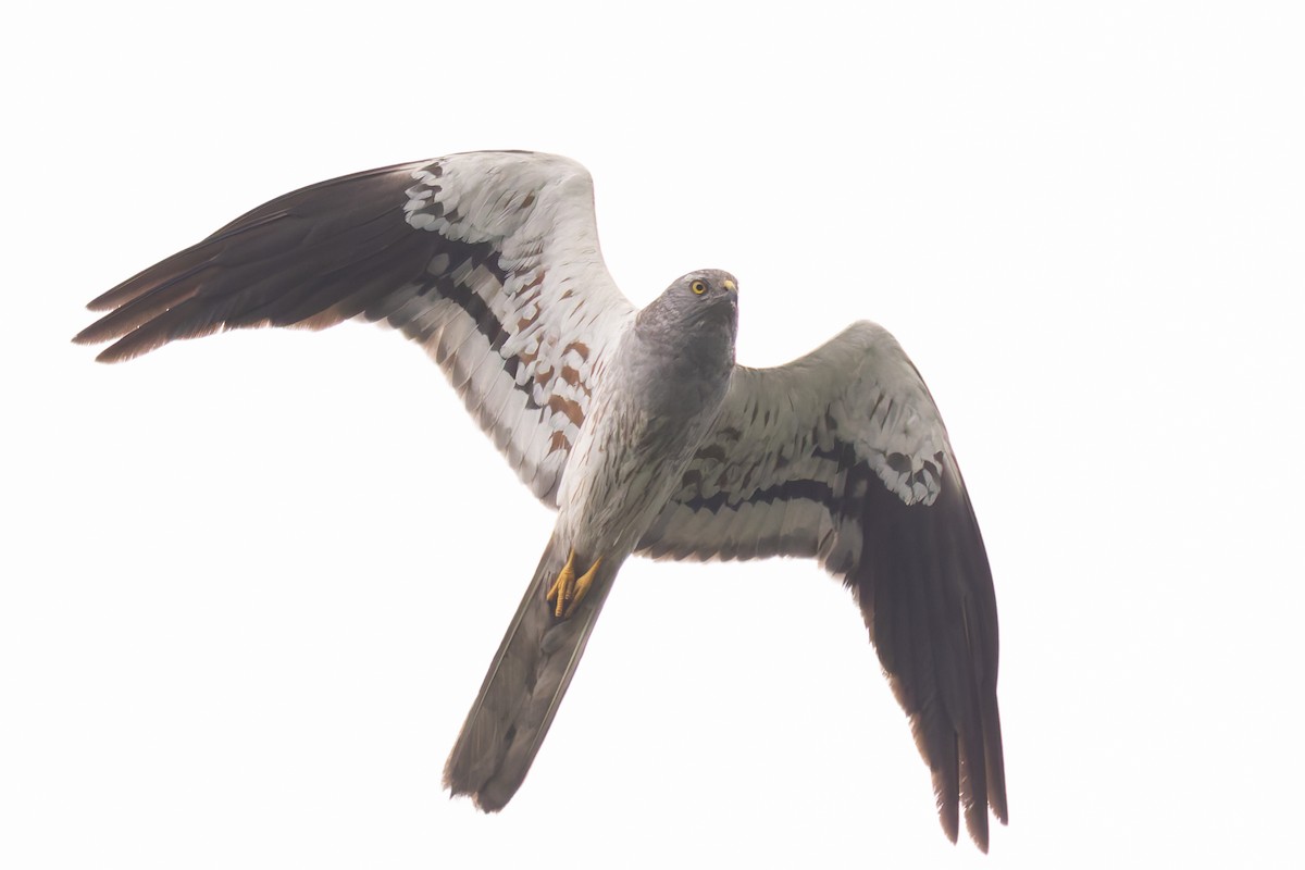 Montagu's Harrier - ML620161205