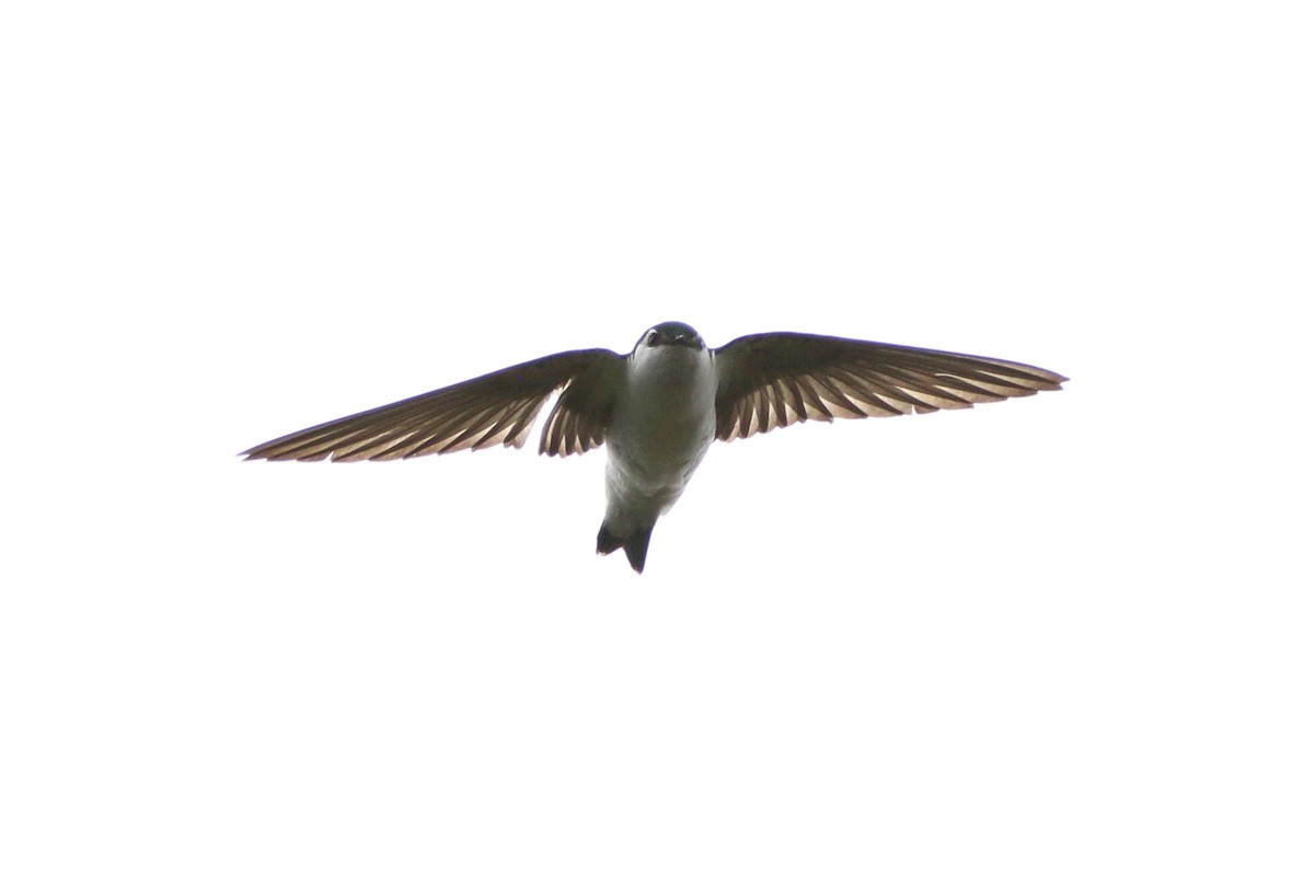 Violet-green Swallow - ML620161217