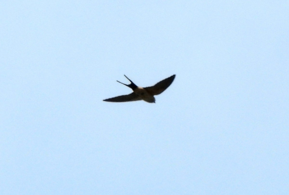 Red-rumped Swallow - ML620161220
