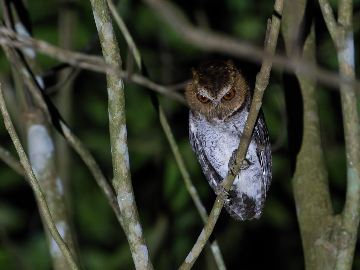 Negros Scops-Owl - ML620161225