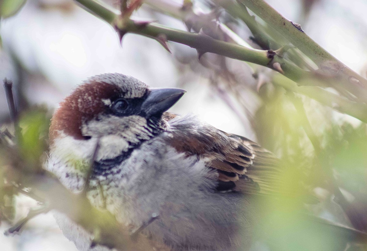 House Sparrow - ML620161238