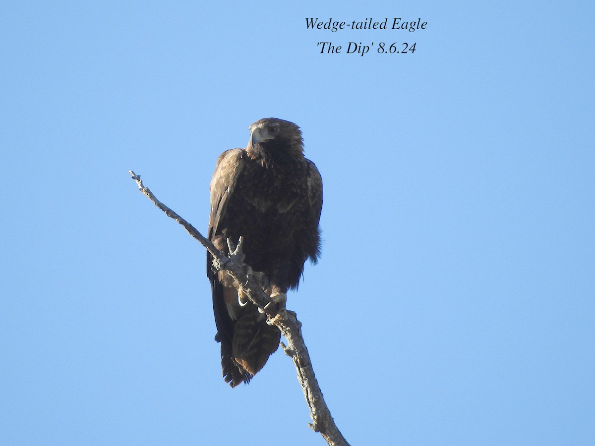 Wedge-tailed Eagle - ML620161244