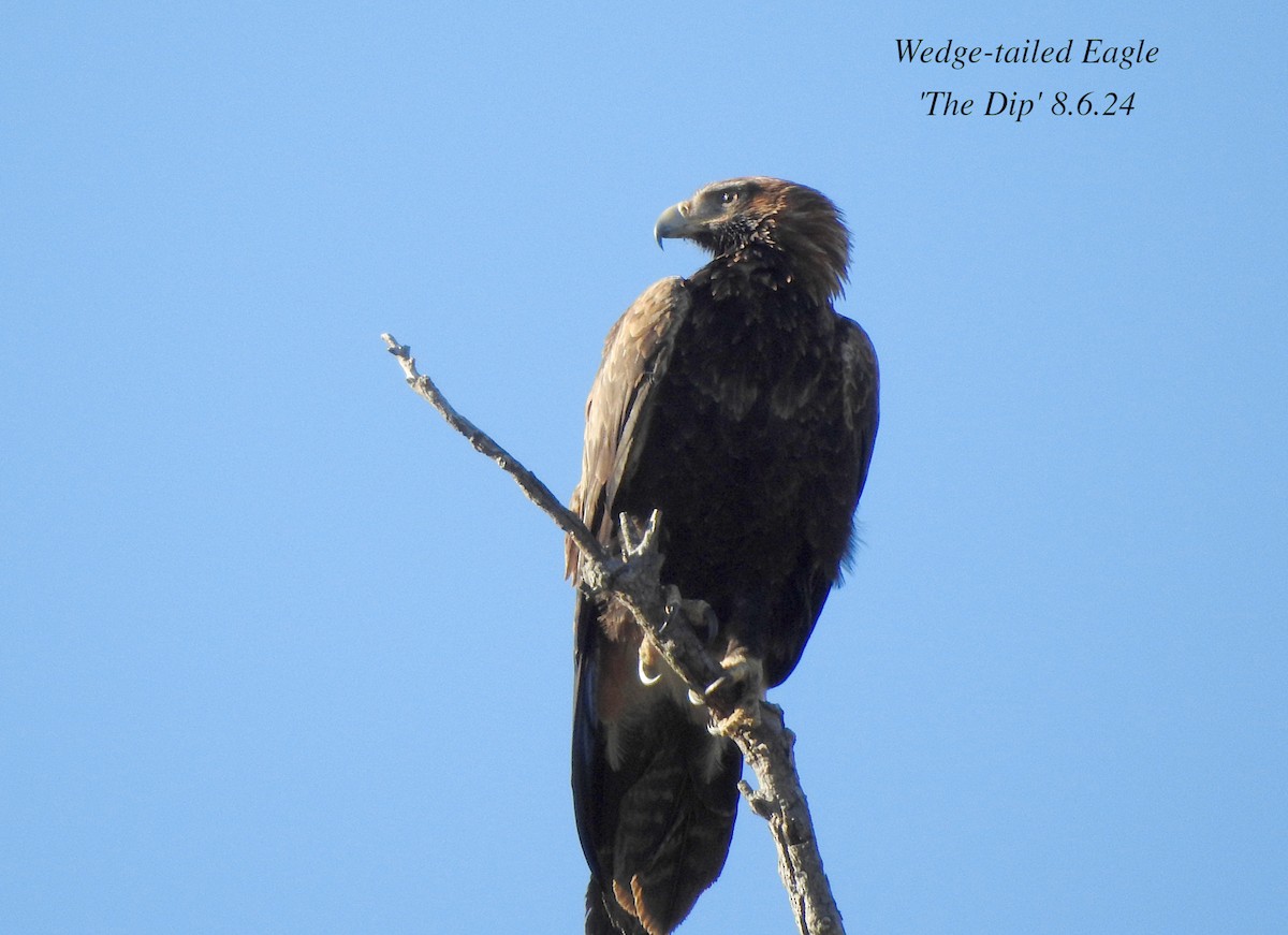 Wedge-tailed Eagle - ML620161245