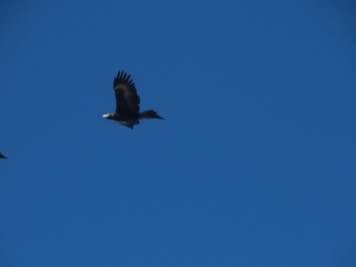Wedge-tailed Eagle - ML620161257