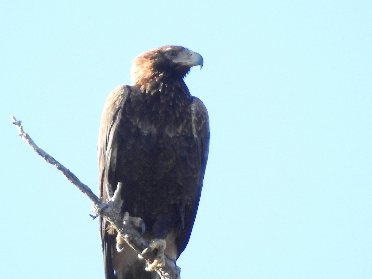 Wedge-tailed Eagle - ML620161261