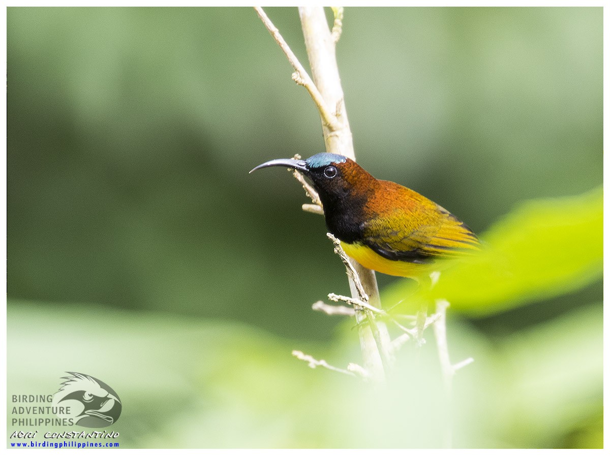 Maroon-naped Sunbird - ML620161263