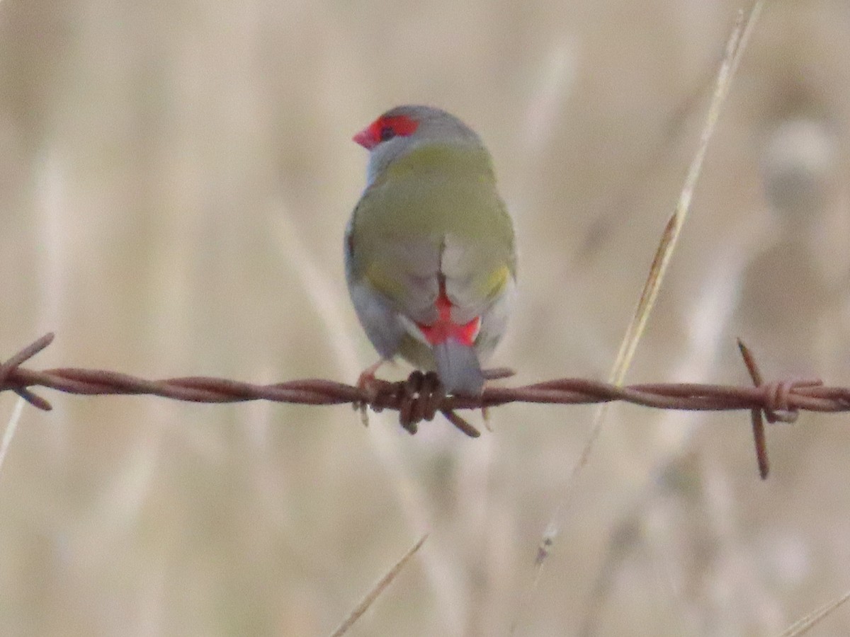 Red-browed Firetail - ML620161274