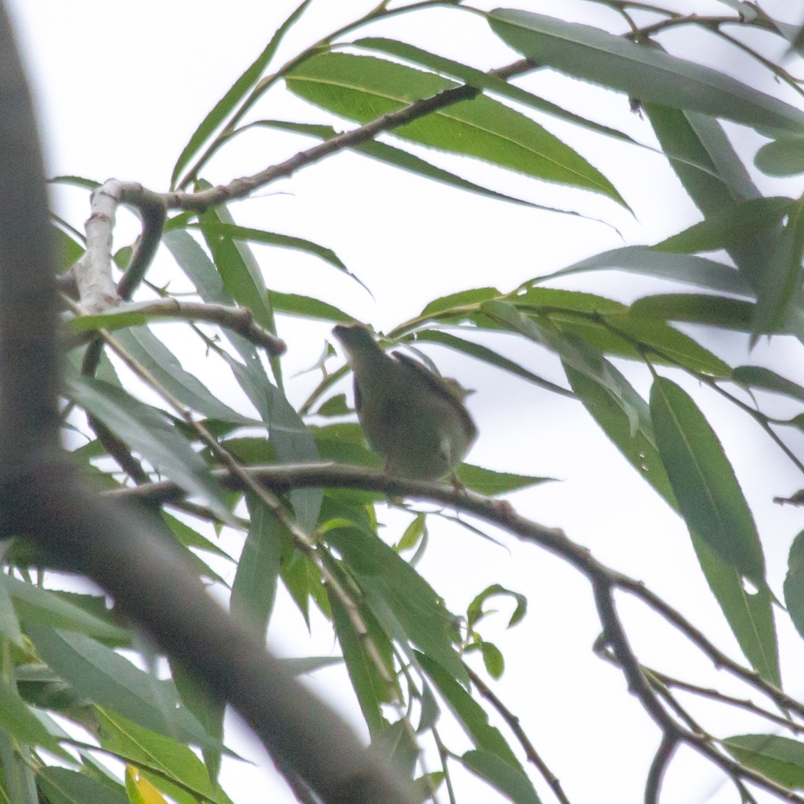 Kamchatka Leaf Warbler - ML620161278