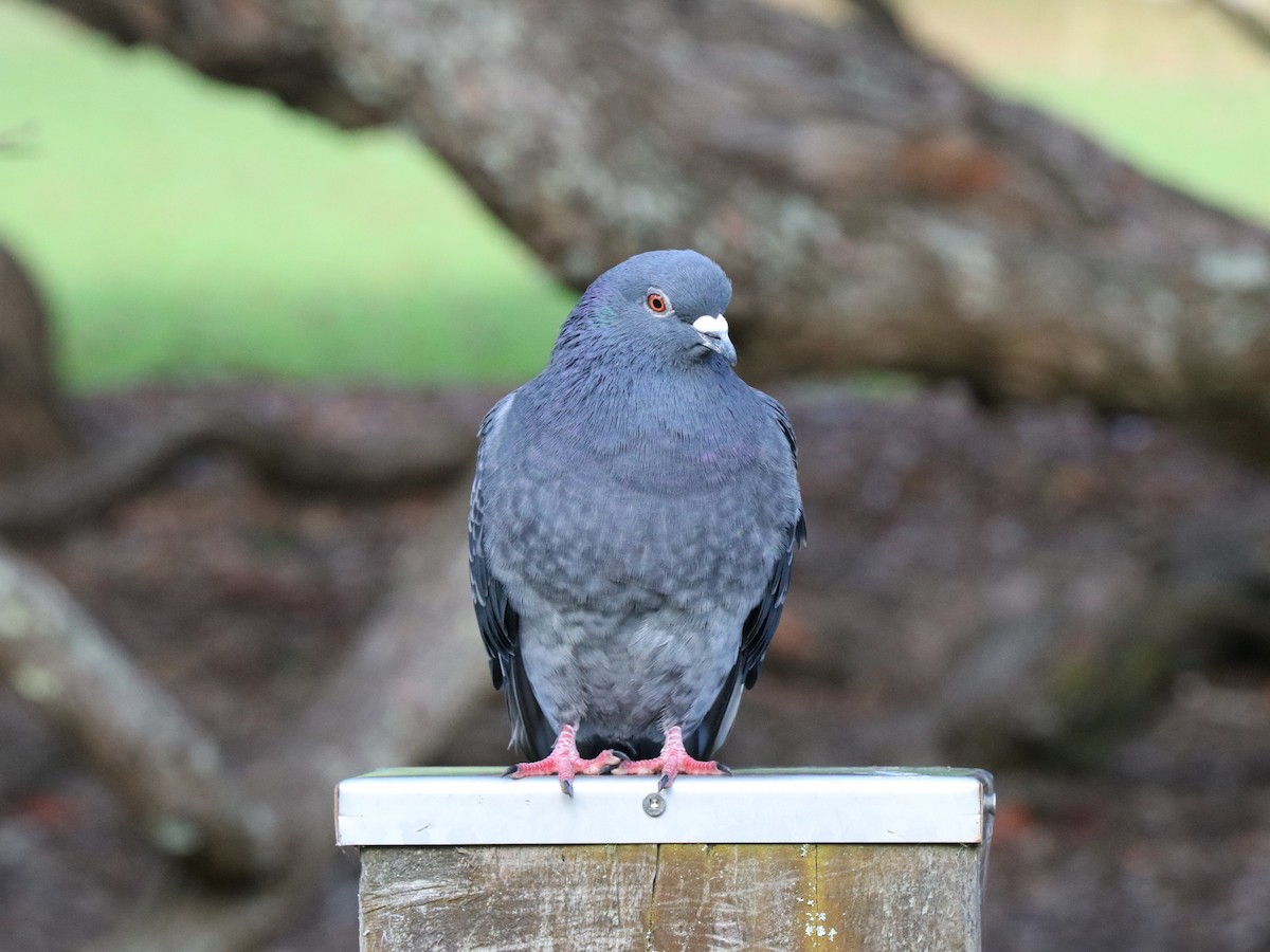 Rock Pigeon (Feral Pigeon) - ML620161293