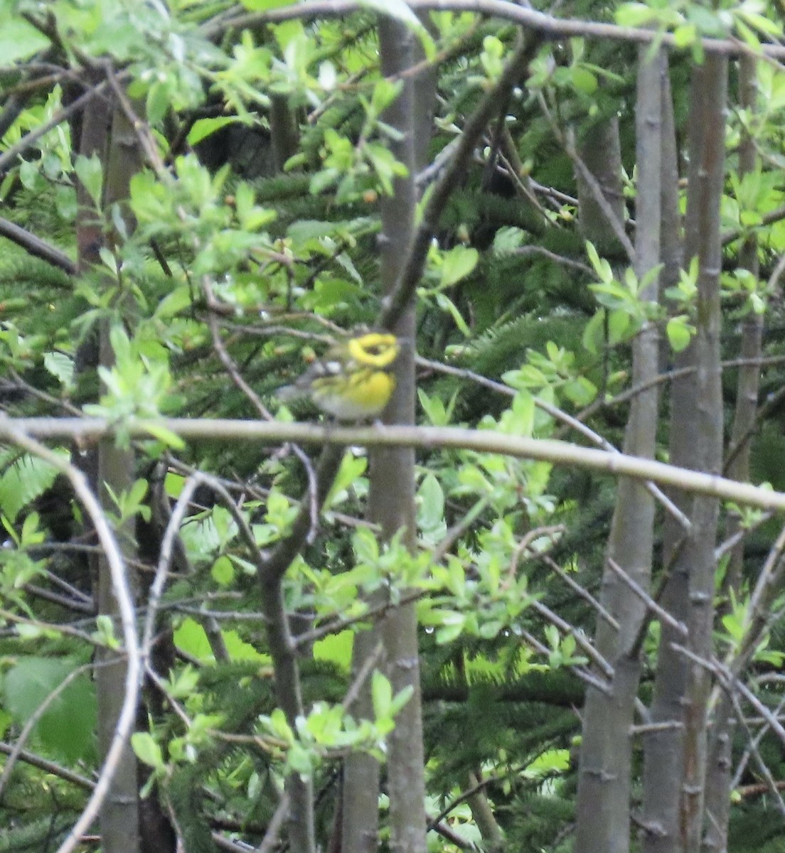 Townsend's Warbler - ML620161299