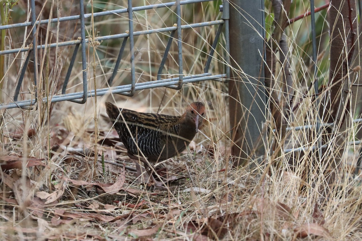 chřástal australasijský - ML620161308