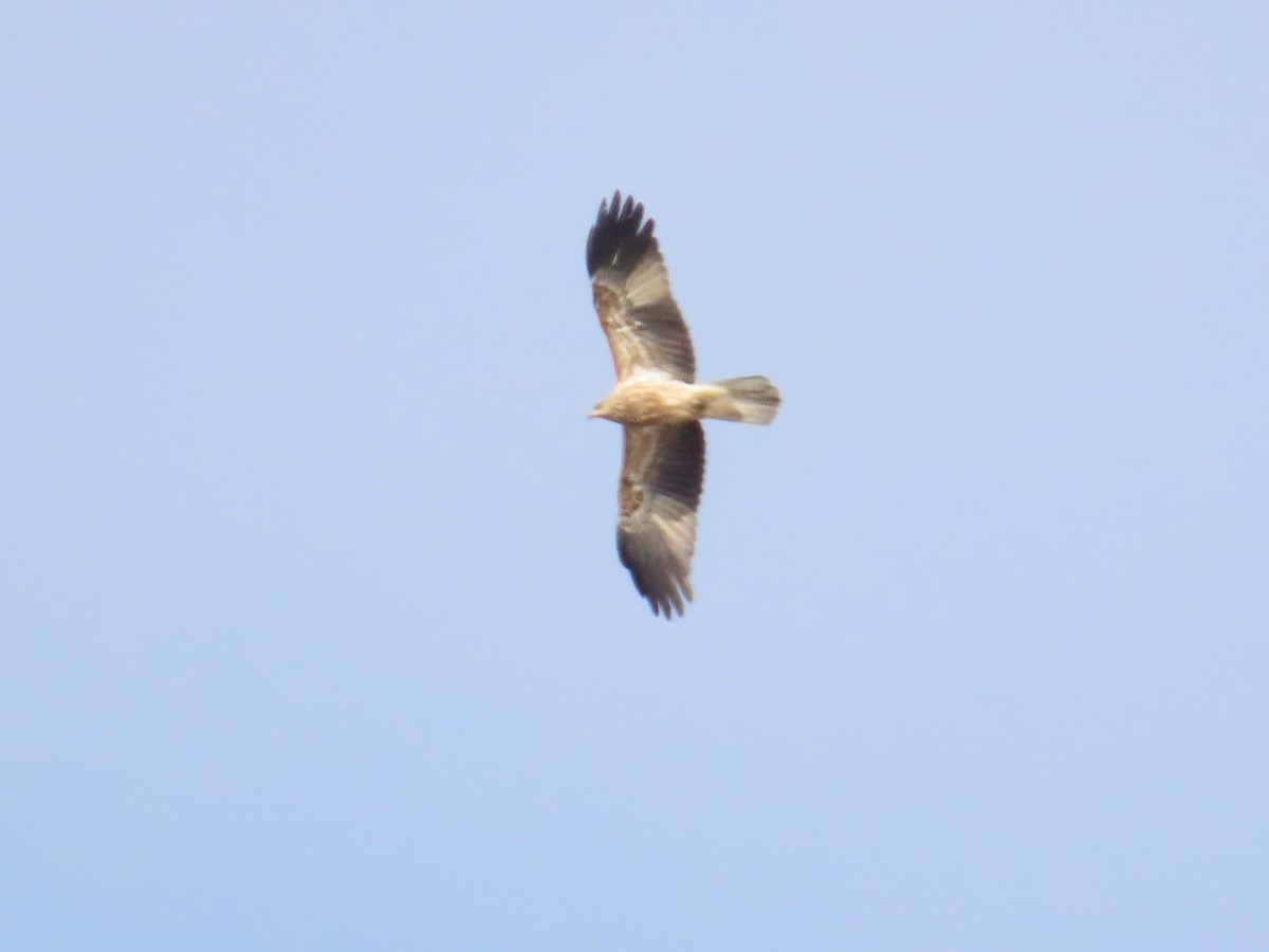 Whistling Kite - ML620161321