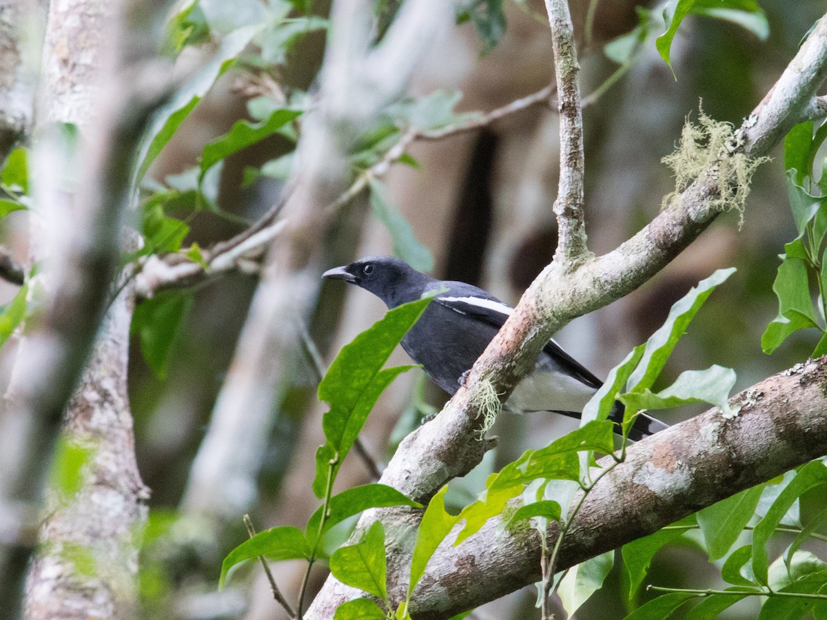 White-winged Cuckooshrike - ML620161331