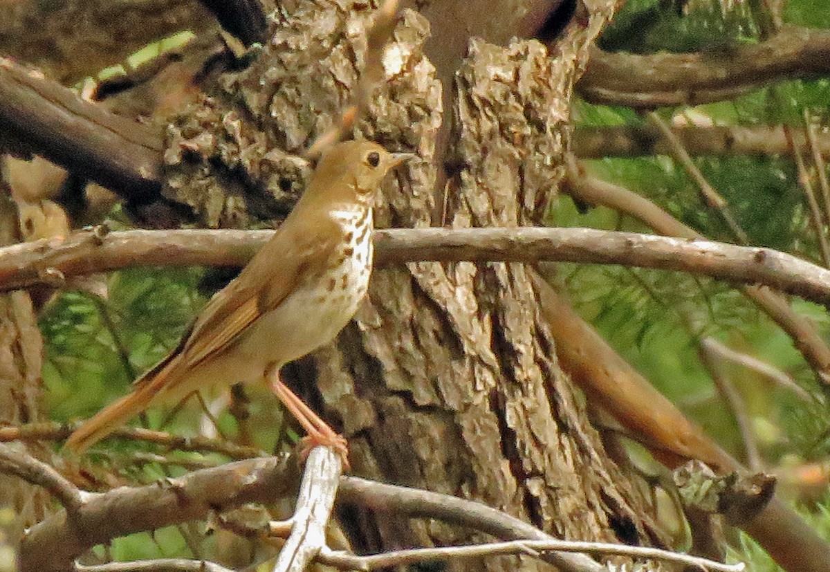 Hermit Thrush - ML620161349