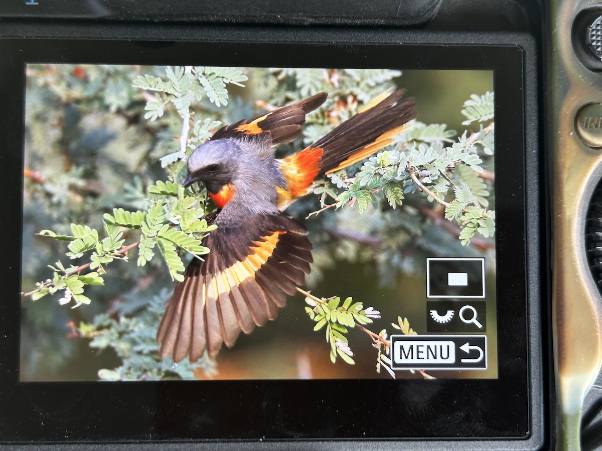 Small Minivet - ML620161352