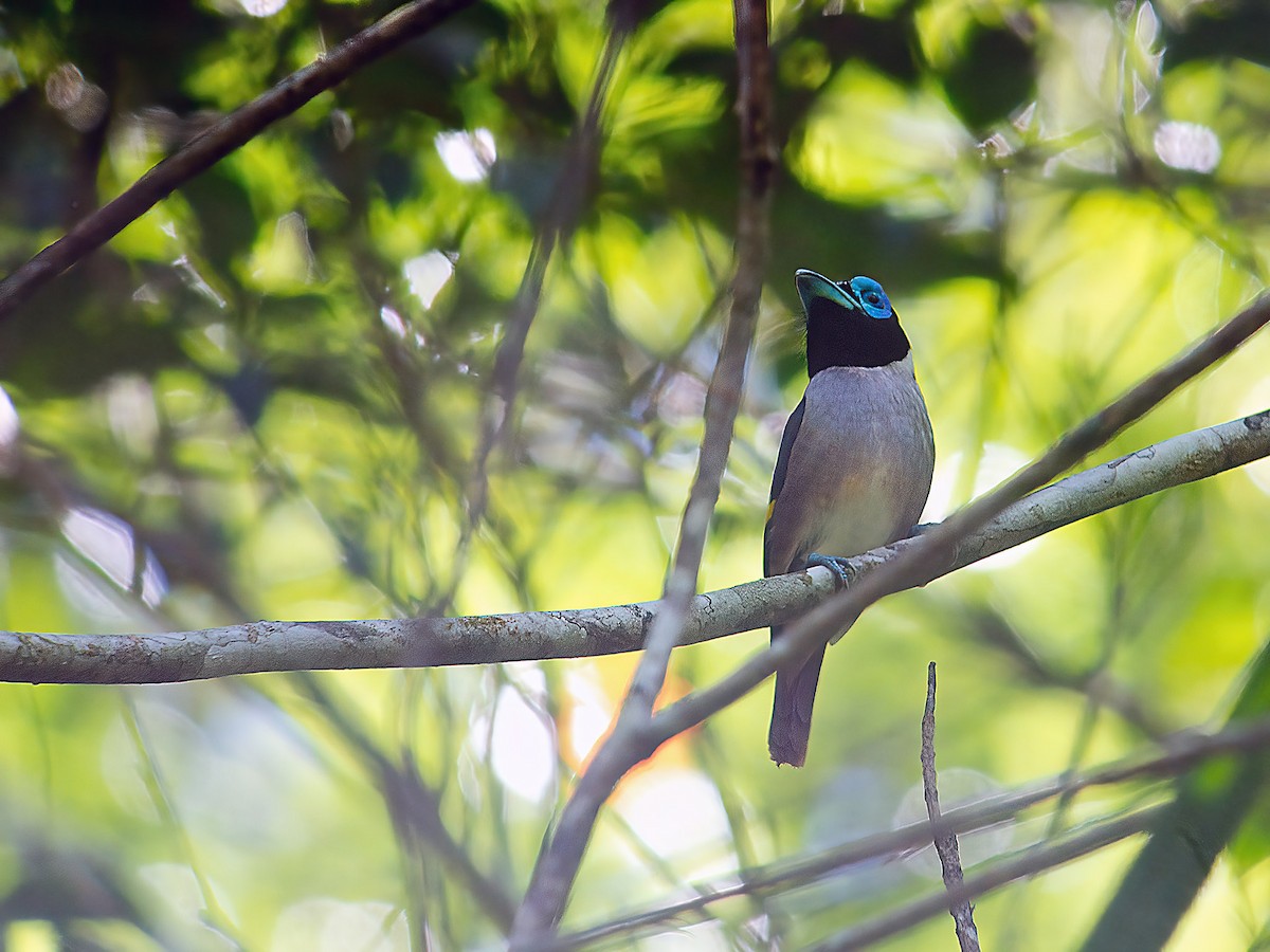 Wattled Broadbill - ML620161357