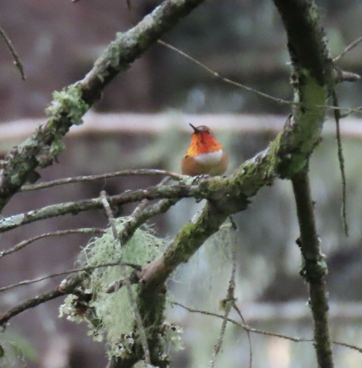 Rufous Hummingbird - ML620161367