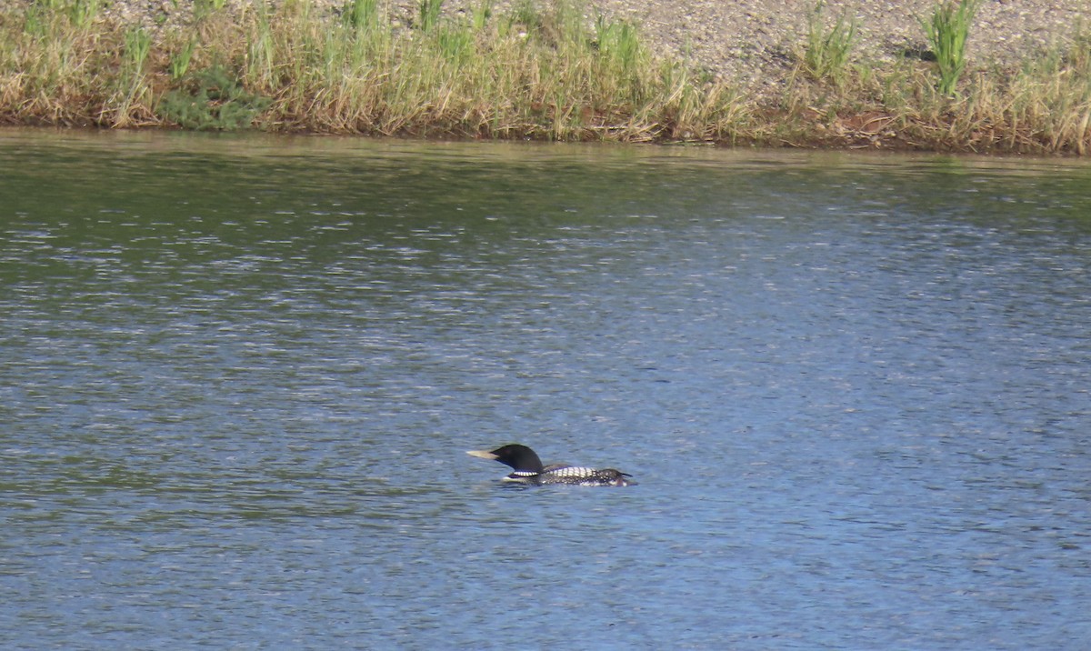 Yellow-billed Loon - ML620161372