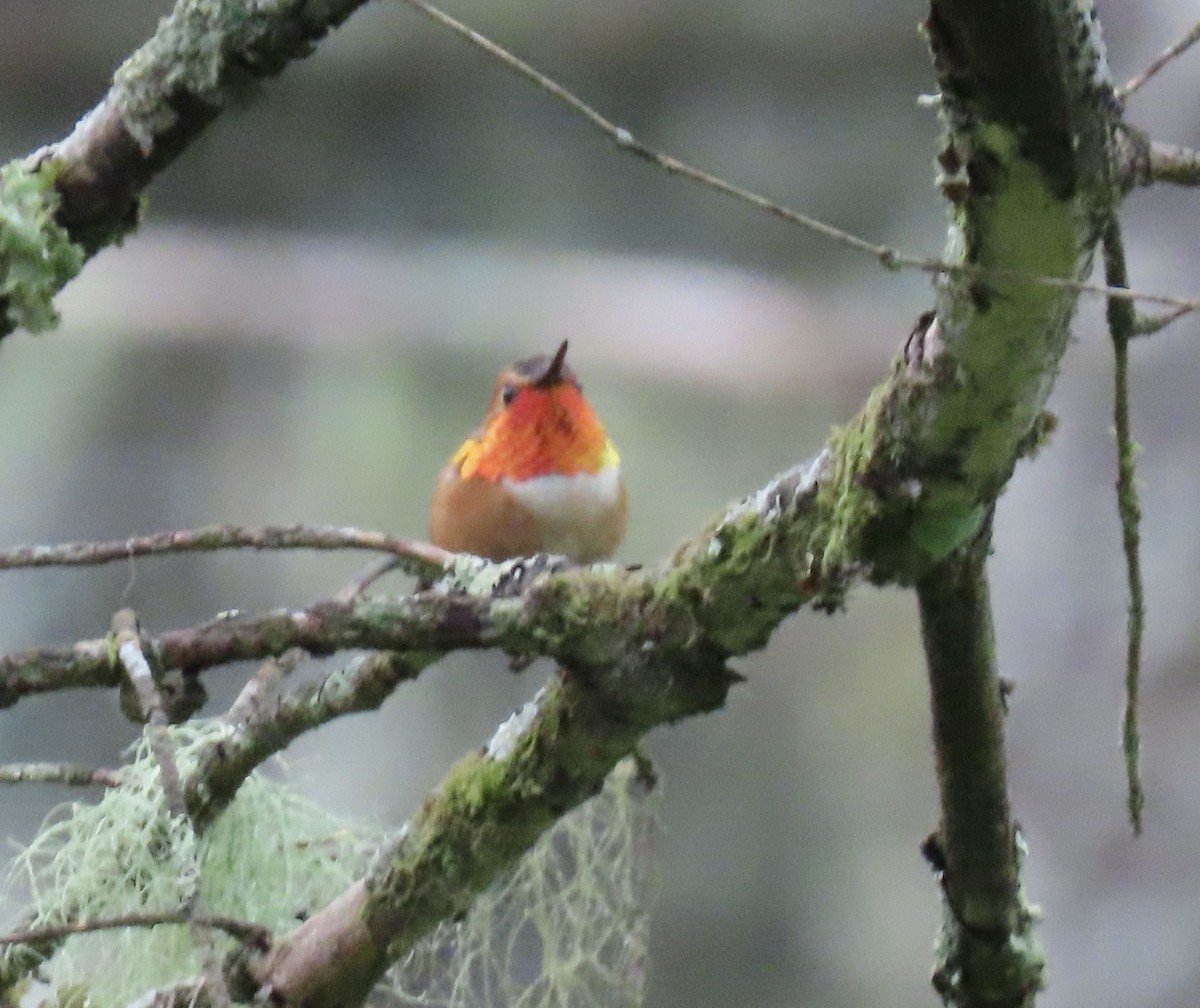 Rufous Hummingbird - ML620161376