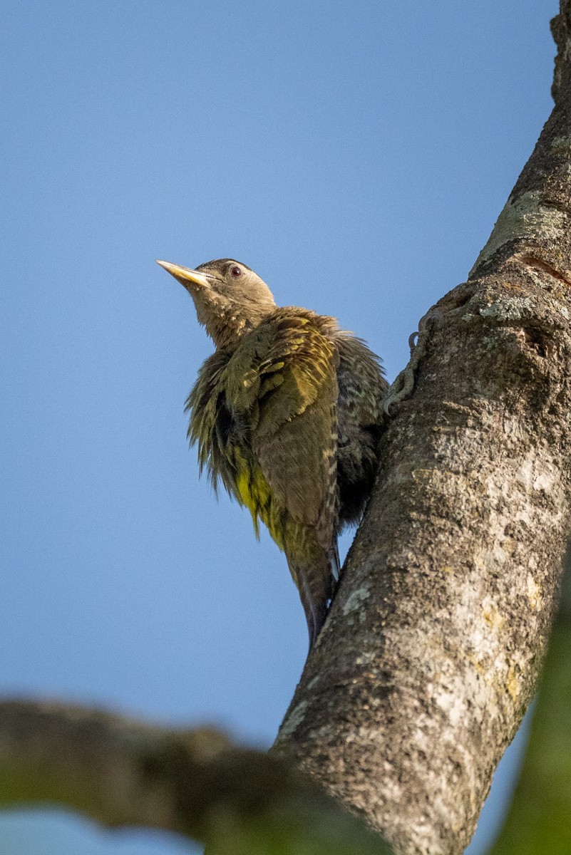 Streak-throated Woodpecker - ML620161391