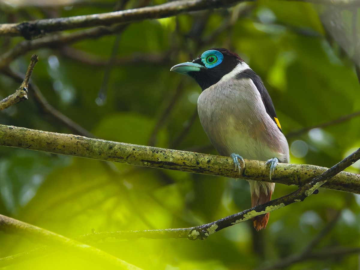 Wattled Broadbill - ML620161399