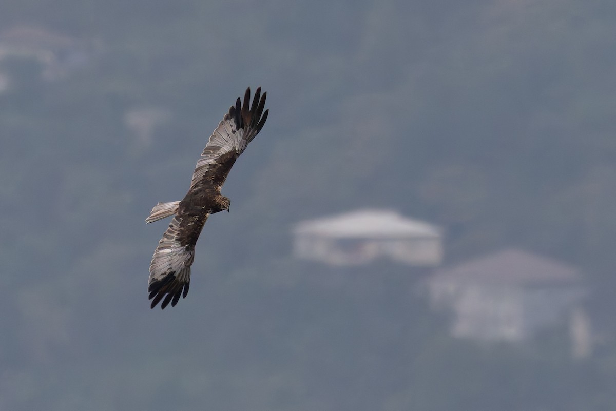 Western Marsh Harrier - ML620161412