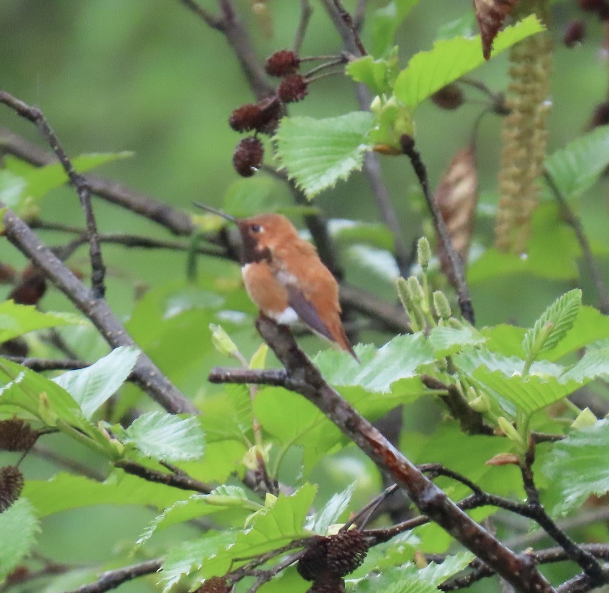 Rufous Hummingbird - ML620161418