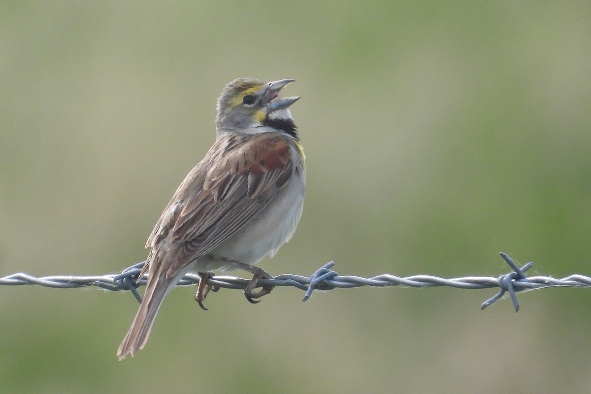 Dickcissel - ML620161424