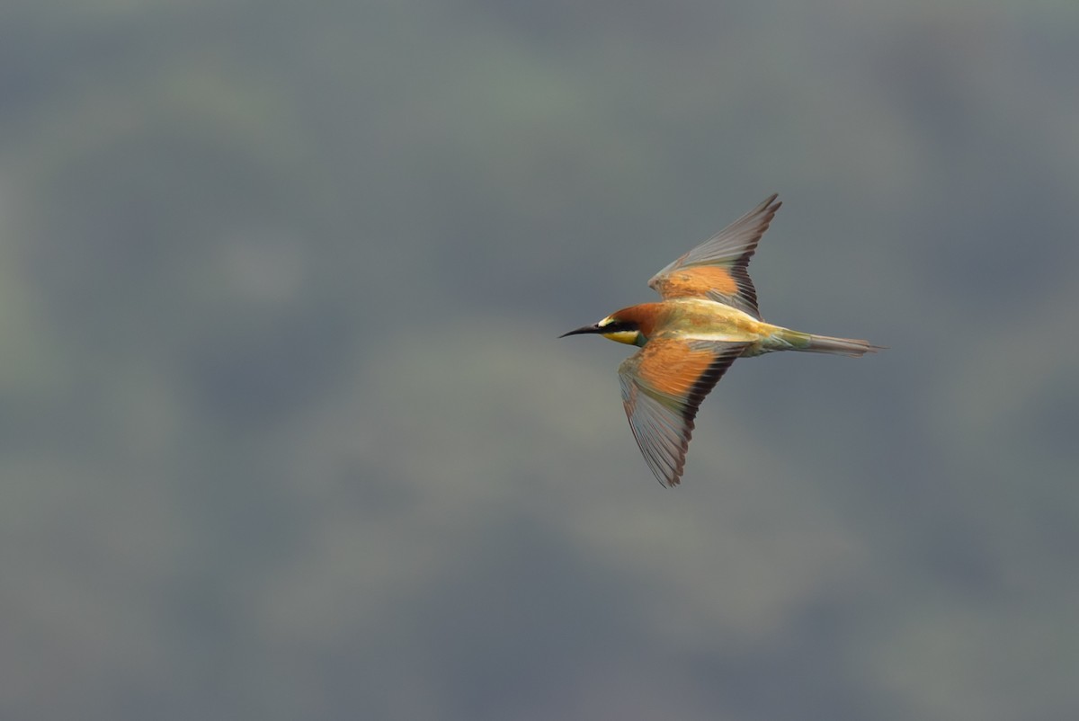 European Bee-eater - ML620161425