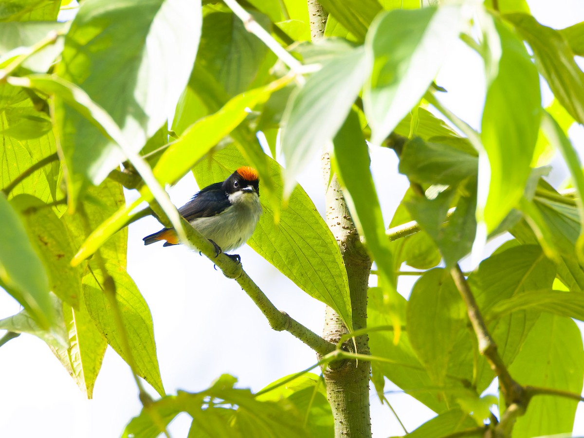 Flame-crowned Flowerpecker - ML620161434