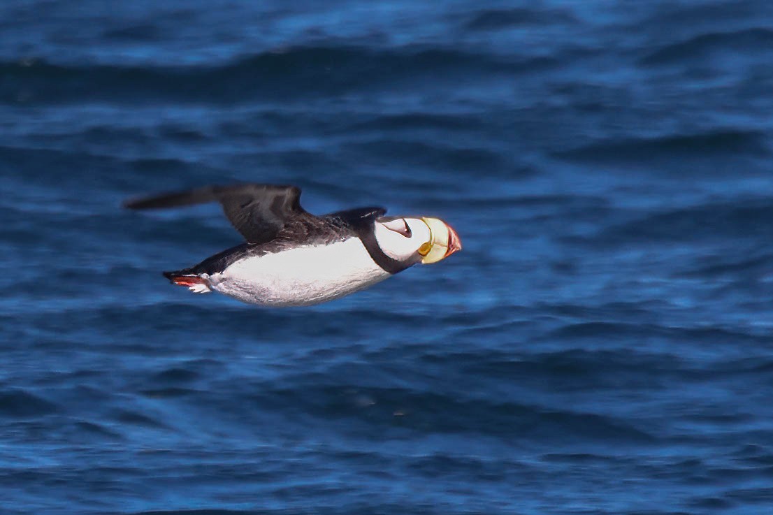 Horned Puffin - ML620161451