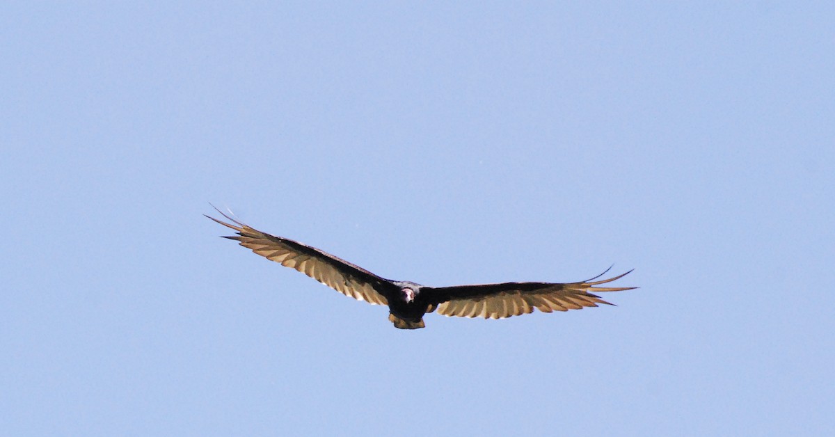 Turkey Vulture - ML620161453