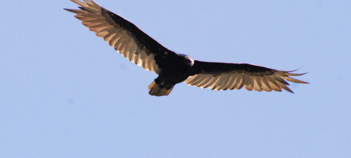 Turkey Vulture - ML620161454