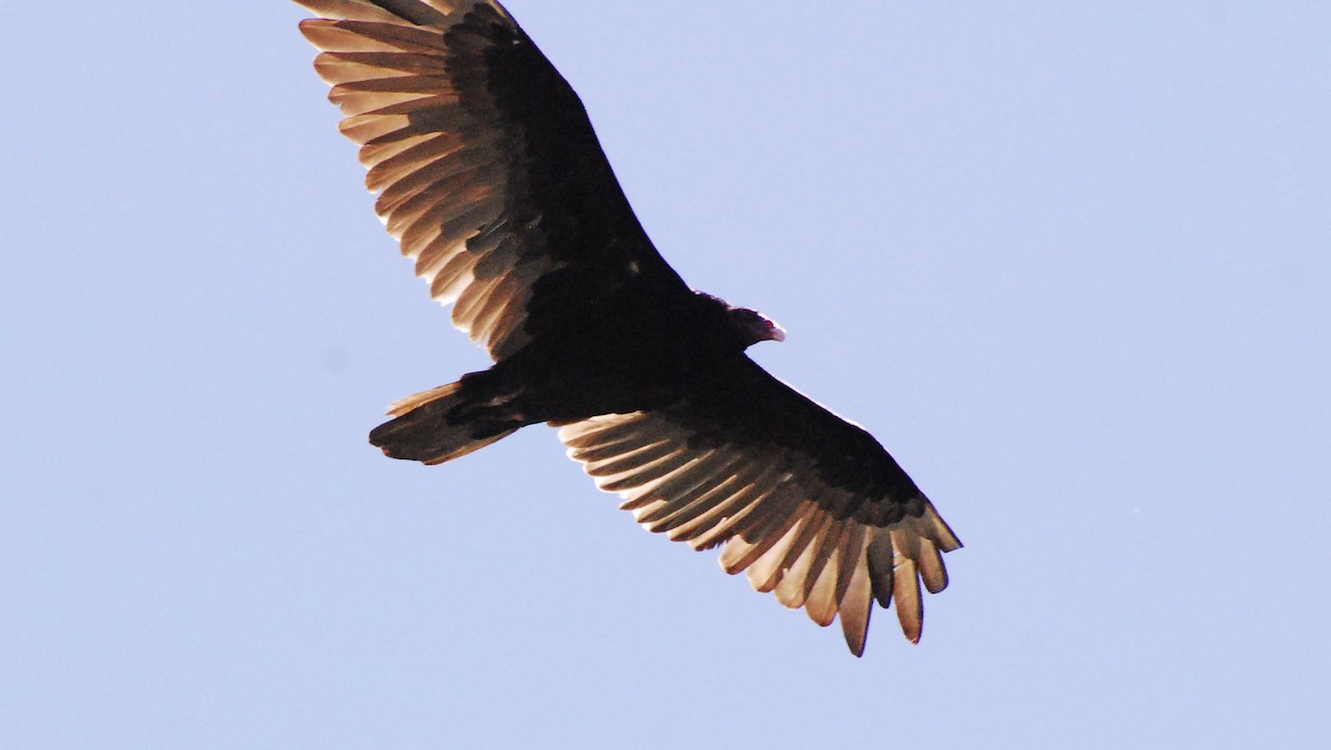 Turkey Vulture - ML620161455